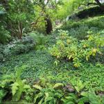 Deer Resistant Plantings in Marin Image 12